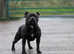 stunning solid blue staffy  for stud kc reg