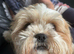 1 shih tzu puppy for sale