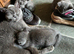 3 beautiful well raised kittens