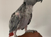 Hand tame African grey