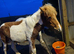 Gorgeous filly for sale