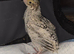 Japanese quail