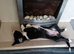 German shepherd cross border collie puppies known as Shollies for sale