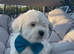 Bichon babies
