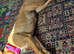 This is Sky a cane corsa cross staffy