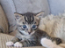 2x gorgeous tabby boys
