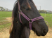 I am looking for another Cross Welsh Cob COH/Gelding Therapy horse Black with four white socks and white tail with no other markings black face and lo