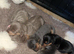 Miniature Dashunds for sale 3 girls left