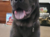 Shar Pei X