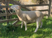 Pedigree Wiltshire Horn Ram Lambs available