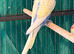 young budgies available young male & female