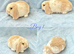 Baby Mini Lops ready to leave