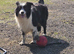 Border Collie puppies
