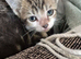 2 beautiful male kittens looking for new forever homes happy to do 2 for deal if go together