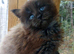 2 Beautiful Pure Breed Maine Coon Kittens