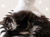 Full breed Maine coon kittens ready now!