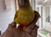 Tame and Hand reared baby conure