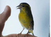 finches
