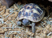 Hermanns Tortoises at Birmingham Reptiles