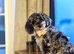 Beautiful mini /toy poodle mix puppies