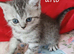 Mixed breed kittens .