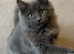 Ragdoll cross main coon kitten for sale
