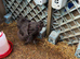 USA silkie cockerel