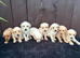 Goldador puppies 9 available