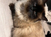 Beautiful fur of joy