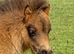 Tawna Raffles Show Quality Miniature Shetland Colt Foal