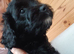 Beautiful cockapoo puppies F1