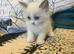 Ragdoll kittens