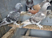 Pigeon for sale