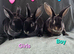 Last 3 mini rex