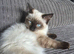 2 female ragdoll kittens