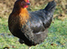 Female hybrids at point of lay available