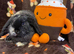 Mini lop
