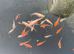 koi for sale starting at &pound;10