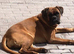 Boxer girl