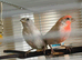 Pair of opal Mexican house finches