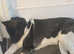 American Akita For Stud Big Beautiful Boy