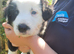 Border collie pups for sale