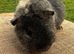 **RESERVED** Teddy Boar (Pure & Proven)