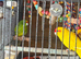 2 kakariki&rsquo;s