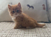 10 gorgeous ginger kittens.