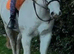 Lovely 13.1 grey gelding, 11 years old