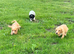 Working type cocker spaniels