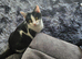 2 10 month old kittens