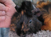Guinea pig brothers