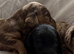 7 Beautiful Doxiepoos